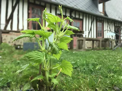 Un petit pied de Hersbrucker