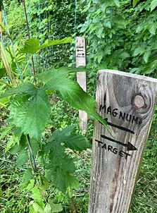 Culture du houblon