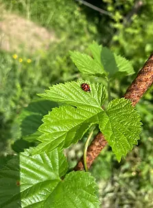 Feuilles de houblon